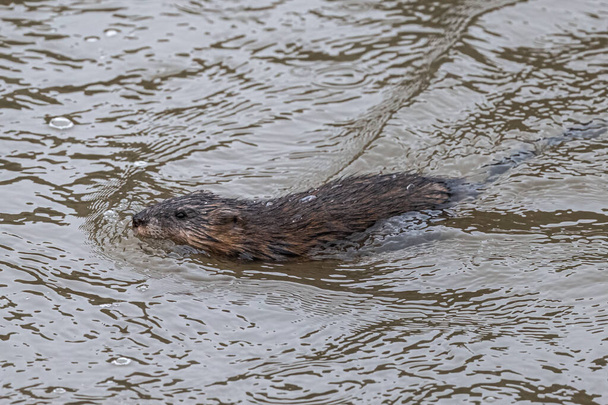 Muskrat (Ondatra zibethicus) Natação em um rio - Foto, Imagem