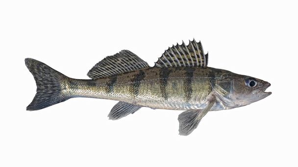 Volga zander. Zanderperch bersh fish isolated on white background. Walleye sander pikeperch fishing - Photo, Image