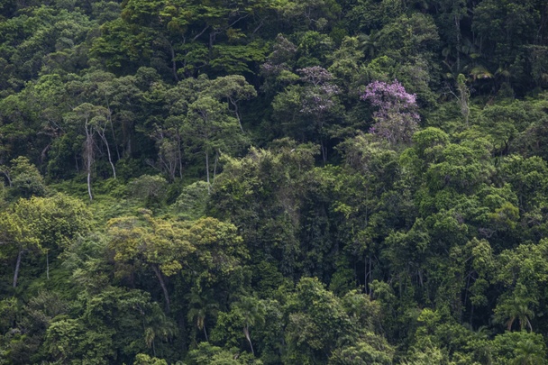 částečný pohled na les na kopci v tropické pobřežní oblasti. - Fotografie, Obrázek