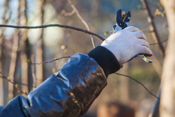 Male hand with garden scissors for pruning bushes - 写真・画像