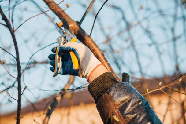 Male hand with garden scissors for pruning bushes - Φωτογραφία, εικόνα