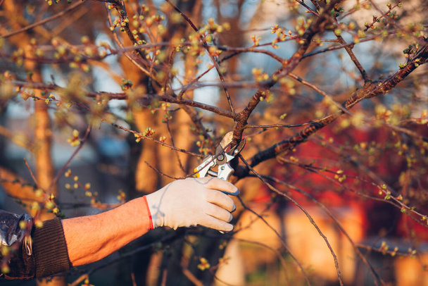 Mão masculina com tesoura de jardim para podar arbustos - Foto, Imagem