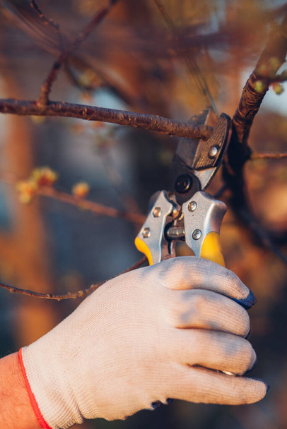 Male hand with garden scissors for pruning bushes - Foto, imagen