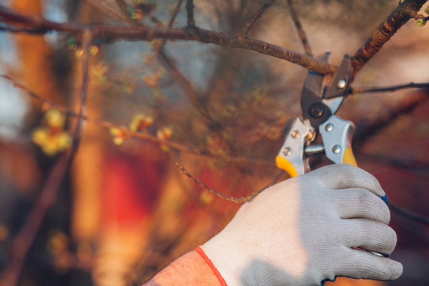 Male hand with garden scissors for pruning bushes - 写真・画像