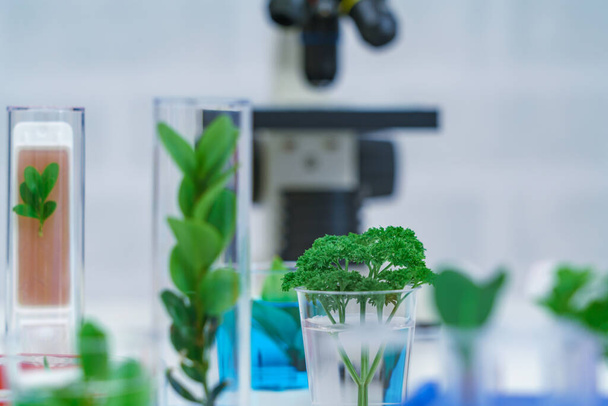 Microscope and young plant in science test tube , lab researc - 写真・画像