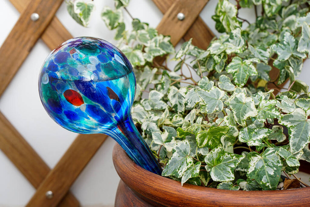 Английский плющ с поливающимся глобусом, устройство для полива домашних растений во время отпуска. - Фото, изображение