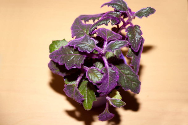 Φυτό εσωτερικού χώρου gynura με βιολετί φύλλα (gynnura scandens) - Φωτογραφία, εικόνα