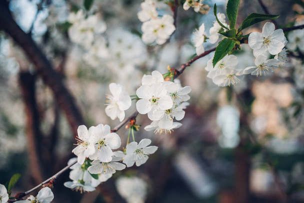 Hermosas flores de cerezo en primavera sobre el cielo azul - Foto, Imagen