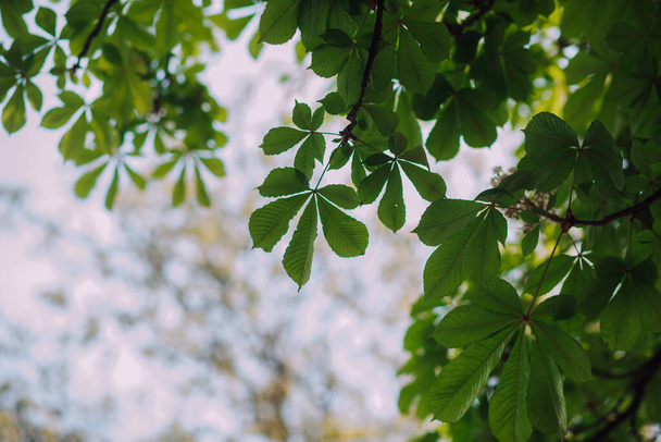 Chestnut flowers and green leaves - Photo, Image