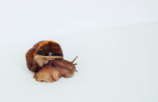 Snail isolated on a white background - Fotó, kép