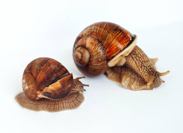 Snails isolated on a white background - Photo, Image