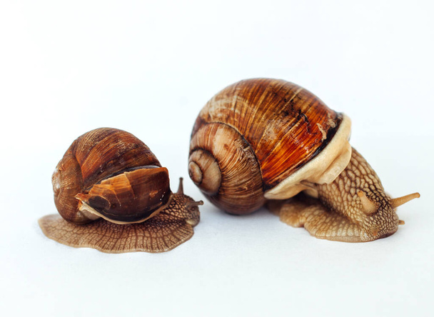 Snails isolated on a white background - Photo, image