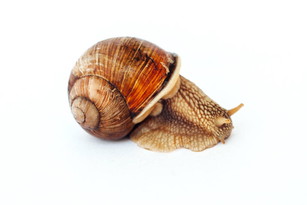 Snail isolated on a white background - Photo, Image