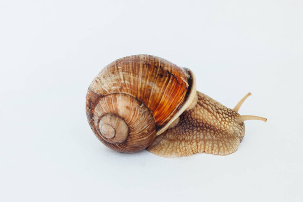 Snail isolated on a white background - Φωτογραφία, εικόνα
