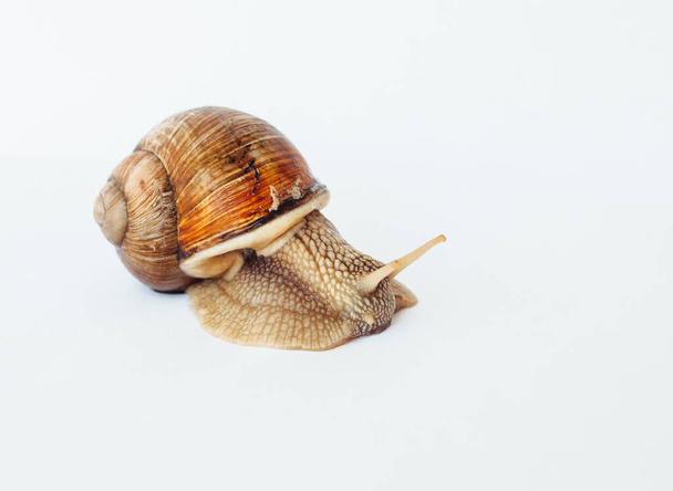 Snail isolated on a white background - Foto, Imagem
