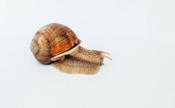 Snail isolated on a white background - Photo, Image