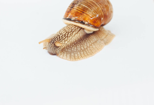 σαλιγκάρι απομονωμένο σε λευκό φόντο - Φωτογραφία, εικόνα