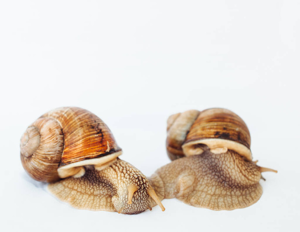 Snails isolated on a white background - Photo, Image