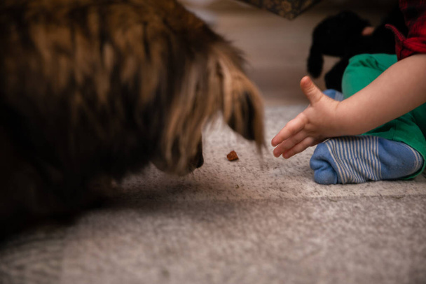 A young child feeds a shaggy mongrel dog. A treat on the carpet. - Foto, Imagen