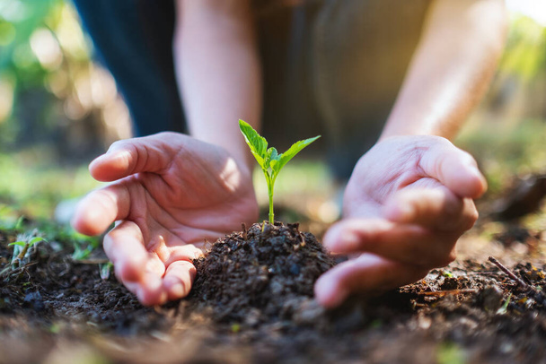 Closeup image of people holding and planting a small tree on pile of soil - Фото, изображение