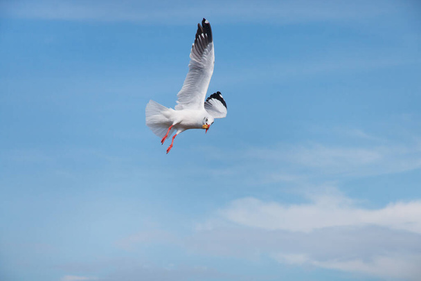 seagull flying in the sky and eating piece of bread - Photo, Image