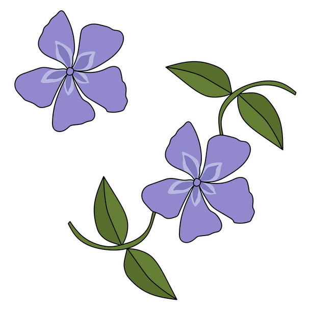 Periwinkle bloem ornamentale, contour plant met paarse bloemblaadjes en bladeren vector illustratie - Vector, afbeelding
