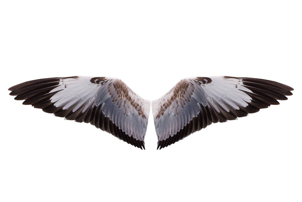 ailes oiseau isolé sur fond blanc - chemins de coupe - Photo, image