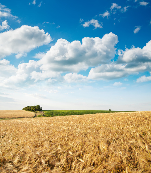 Field of wheat - Photo, Image