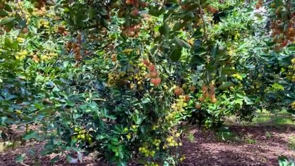 rambutan jaune mûr saison des fruits - Séquence, vidéo