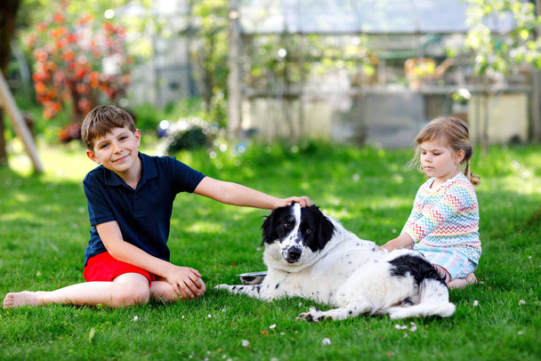 School jongen en kleine peuter meisje spelen met familie hond in de tuin. Twee kinderen, schattige broers en zussen die plezier hebben met de hond. Gelukkige familie buiten. Vriendschap en liefde tussen huisdier en kinderen - Foto, afbeelding