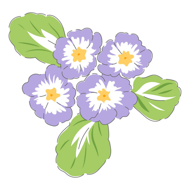 Primula, tavaszi virág - Vektor, kép