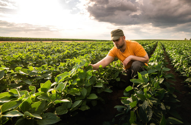 Farmer in soybean fields. Growth, outdoor. - Photo, Image