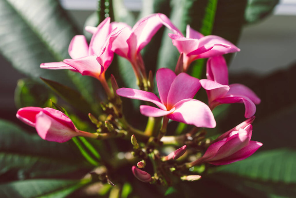 close-up of frangipani plumeria plant with pink flowers next to window light with backyard bokeh shot at shallow depth of field - Foto, immagini
