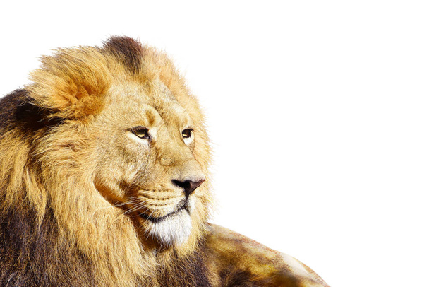 Lion mâle africain, animal sauvage isolé - Photo, image