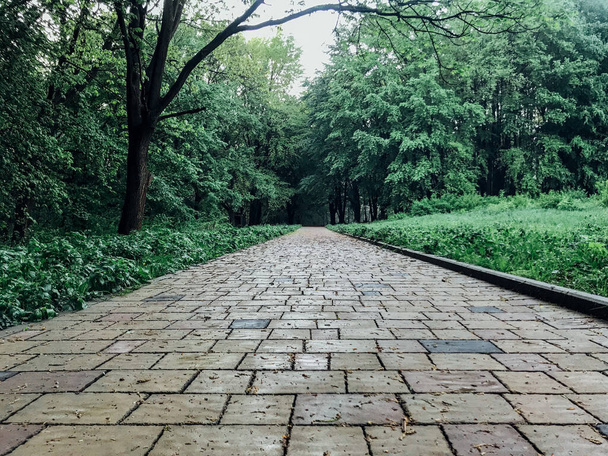 Garden stone path with green plants, brick sidewalk at daytime  - Φωτογραφία, εικόνα