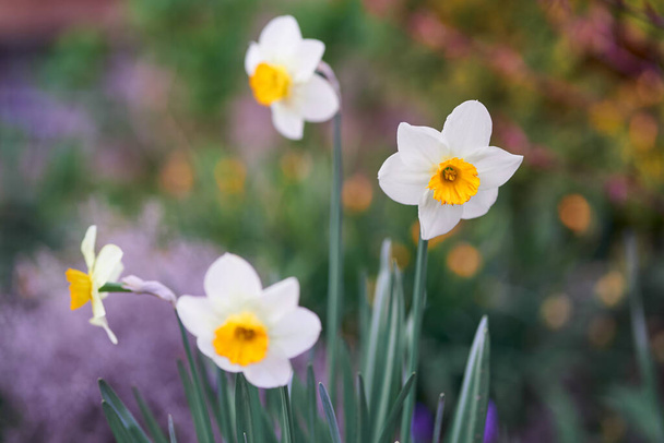 Daffodil branco com fundo borrado. O narciso tem flores brancas e uma coroa amarela. Belo olhar sonhador cercado por narcisos borrados.                                - Foto, Imagem