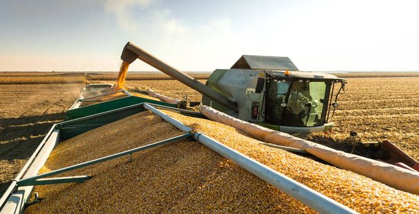 Colheita de milho em uma terra de cultivo no por do sol - Foto, Imagem