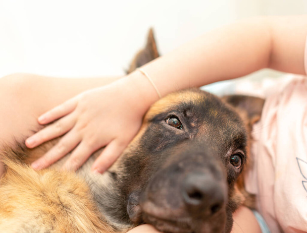 hondenhoofd met eigenaar saamhorigheid zitten met zorg en glimlach - Foto, afbeelding