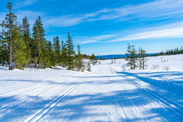 Winter landscape in snow covered Bymarka nature reserve in Trondheim, Norway - Photo, Image