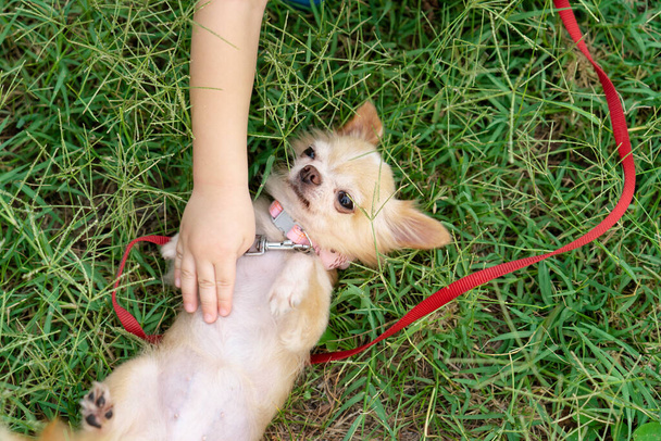 Pet Chihuahua собака лежит на траве желая быть счастливым, лучший друг питомец - Фото, изображение
