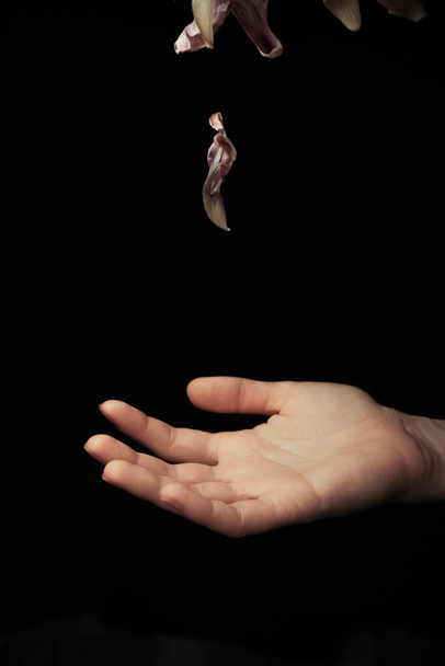 hand on a black background catches falling tulip petals - Zdjęcie, obraz