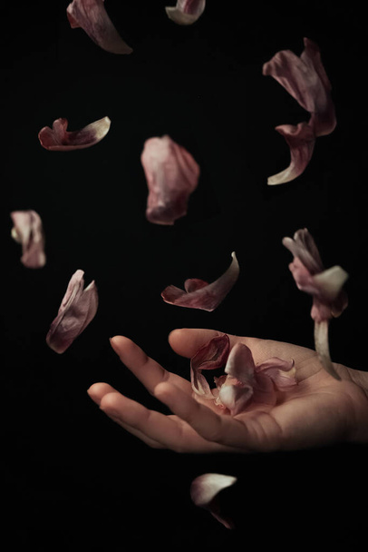hand on a black background catches falling tulip petals - Photo, Image