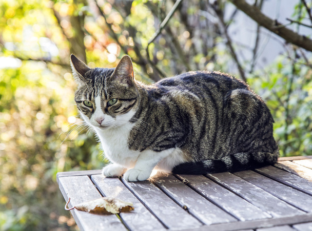 gato con ojos azules sentado en la mesa de madera contra el verano verde
  - Foto, imagen