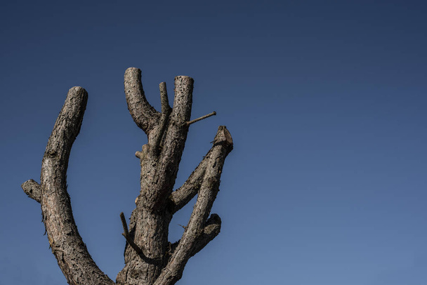 a leafless tree with trimmed branches in sunlight with clear blue sky - Fotoğraf, Görsel
