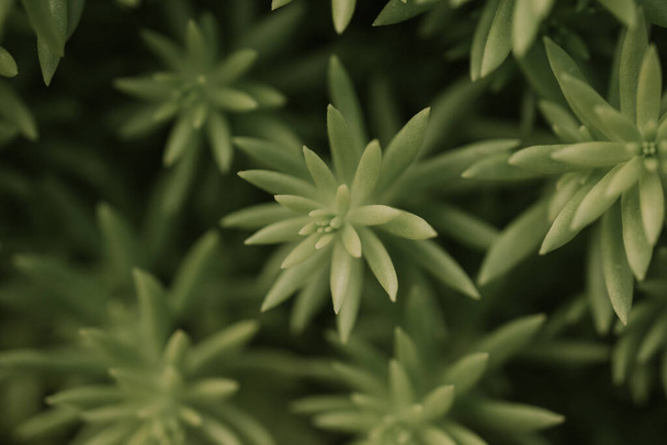 Succulent plant corsican stonecrop, sedum reflexum - Photo, image
