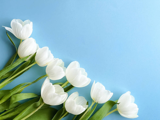 Fehér tulipán kék háttér, gyönyörű virágok lapos háttér, természet koncepció - Fotó, kép