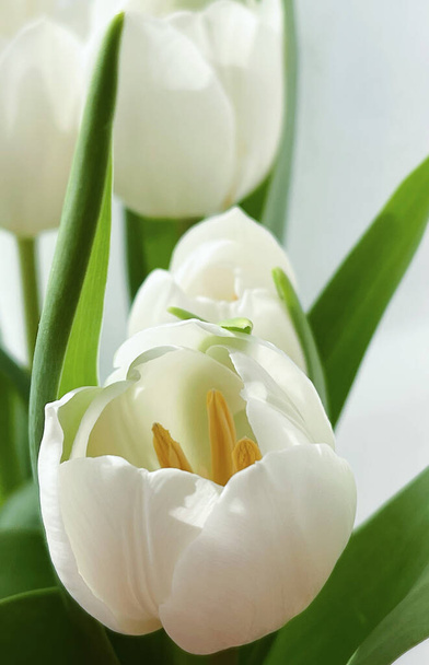 Bouquet of white tulips, beautiful flowers concept - Photo, Image