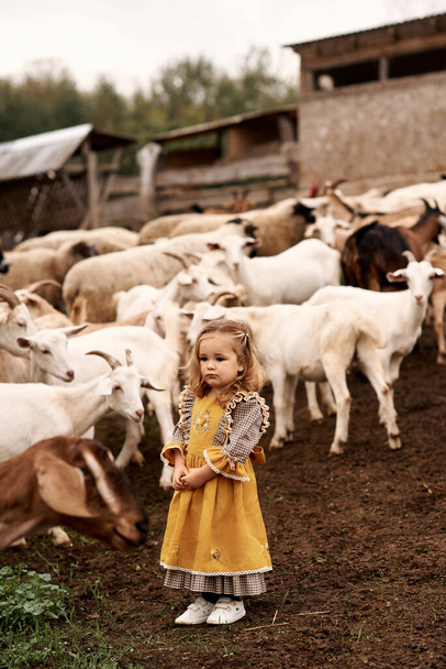 a portrait of cute child in beautiful yellow dress on a farm on a background of goats - Foto, afbeelding