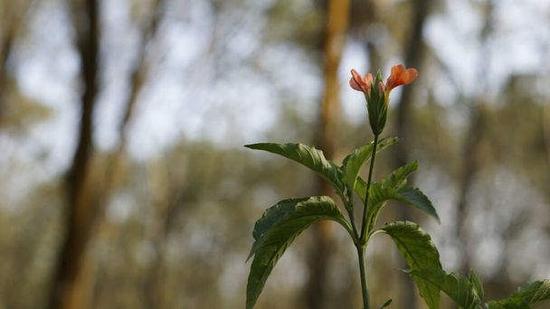Crossandra infundibuliformis également connu sous le nom de Firecracker flower est une espèce de plante à fleurs de la famille des Acanthaceae, originaire du sud de l'Inde et du Sri Lanka. Tourné dans le quartier de Kanyakumari, Tamilnadu - Photo, image