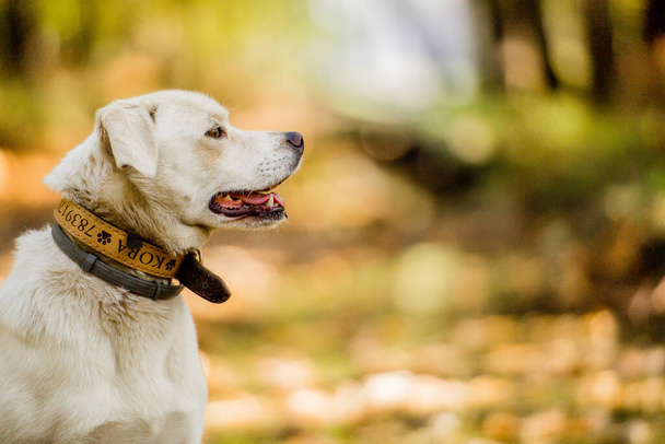 Witte hond in een magisch bos. avonturenhond. wandelen met honden. Kwaliteitstijd. gezonde levensstijl. - Foto, afbeelding